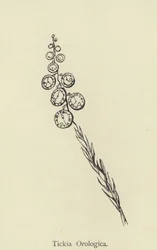 Tickia Orologica
